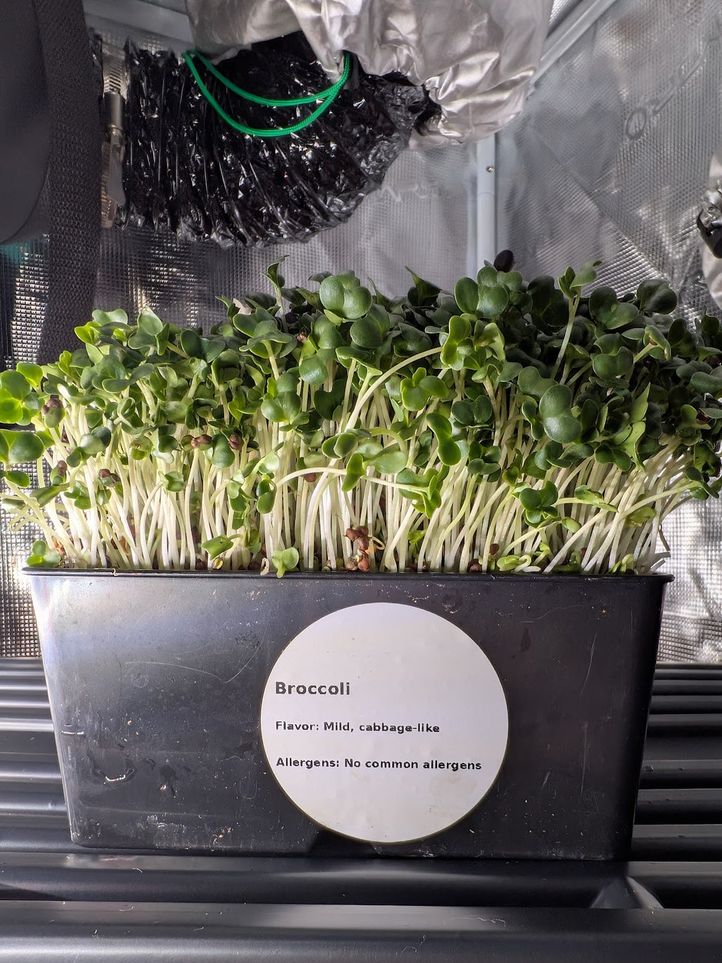 Broccoli