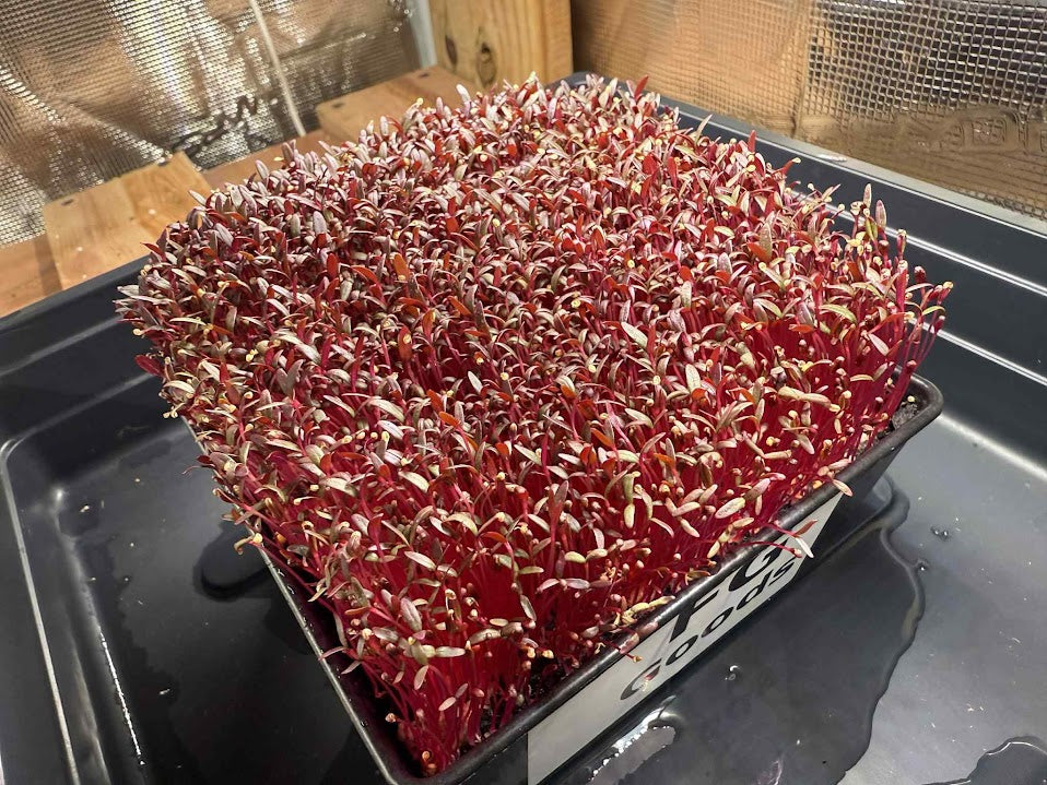 Amaranth