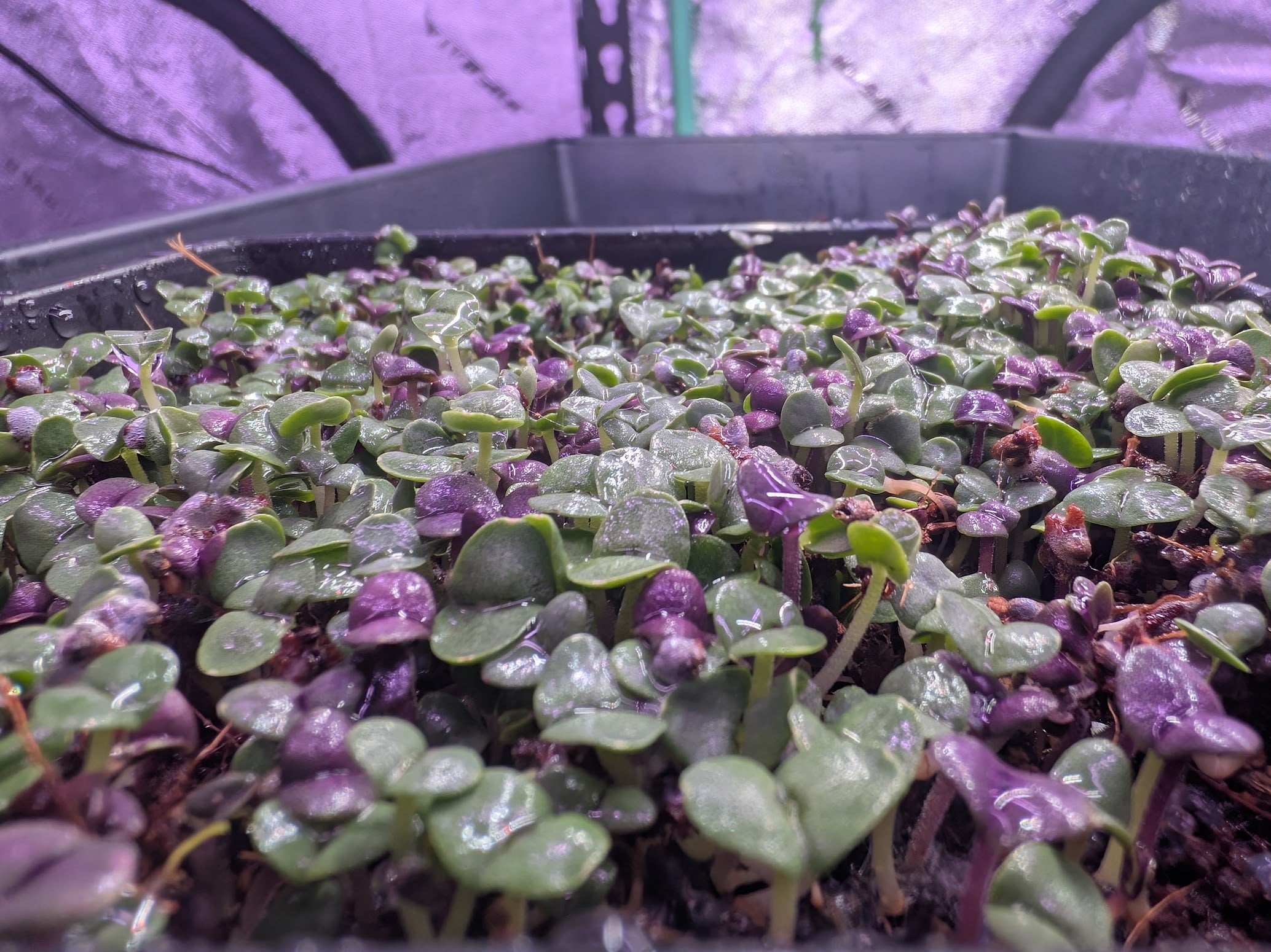 Basil, Mix