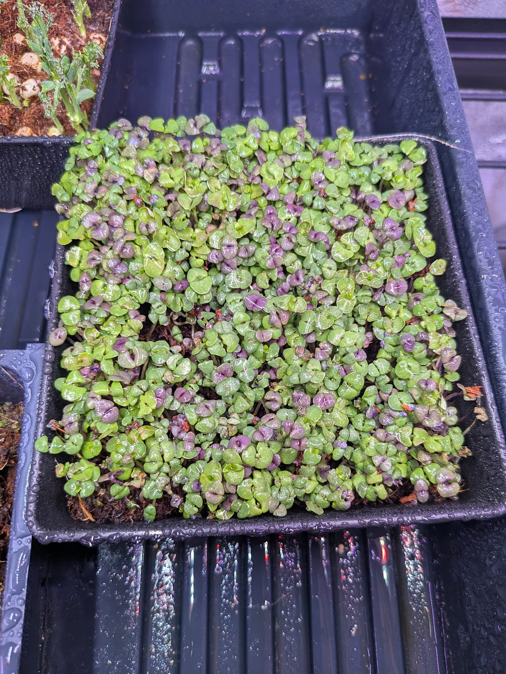 Basil, Mix