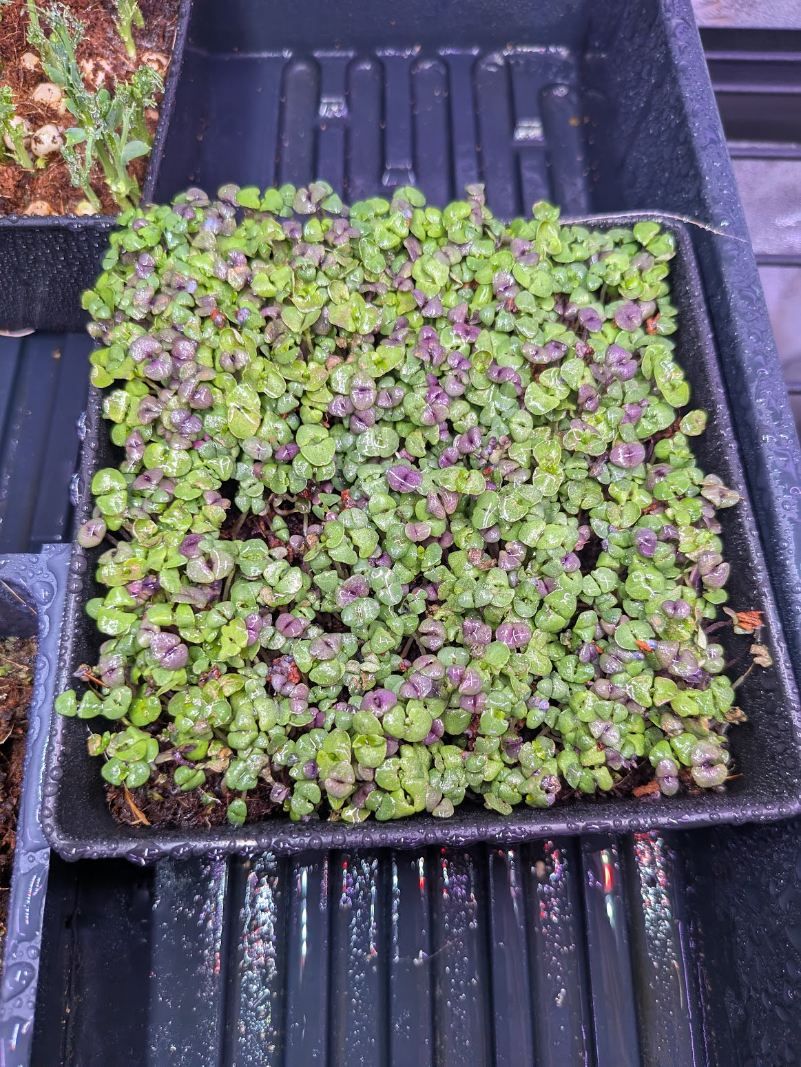 Basil, Mix