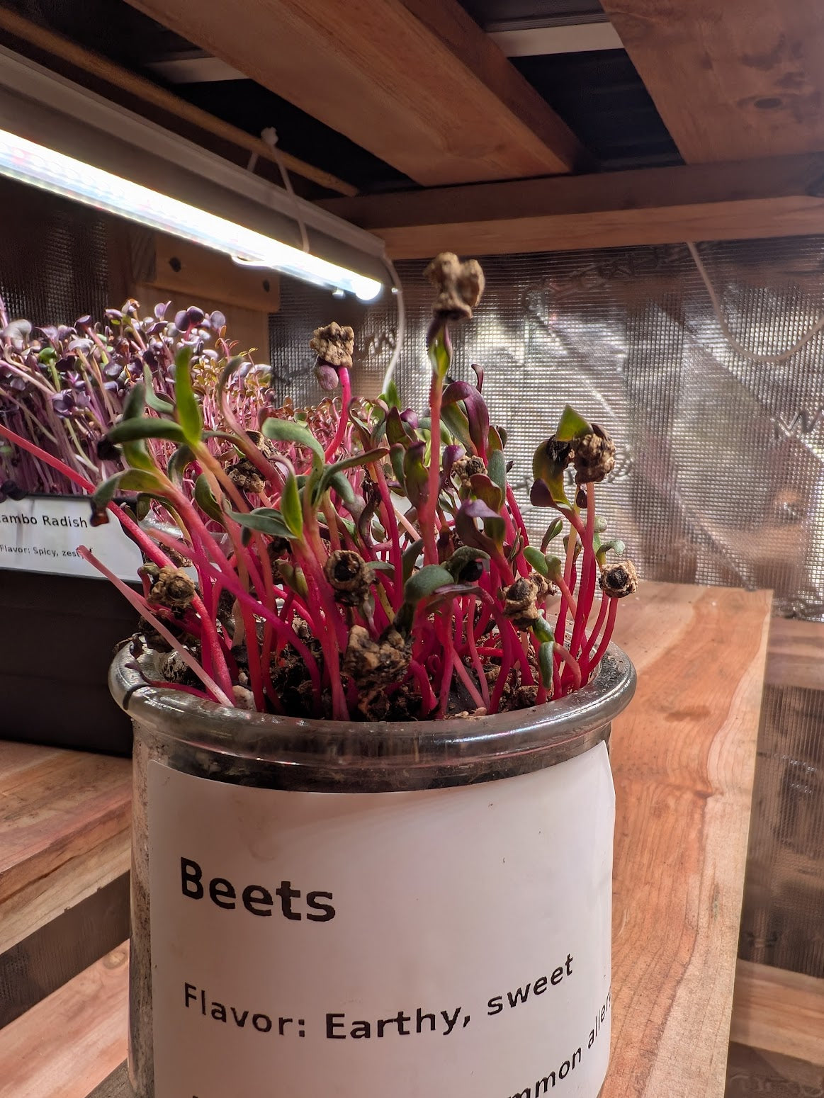 Beets