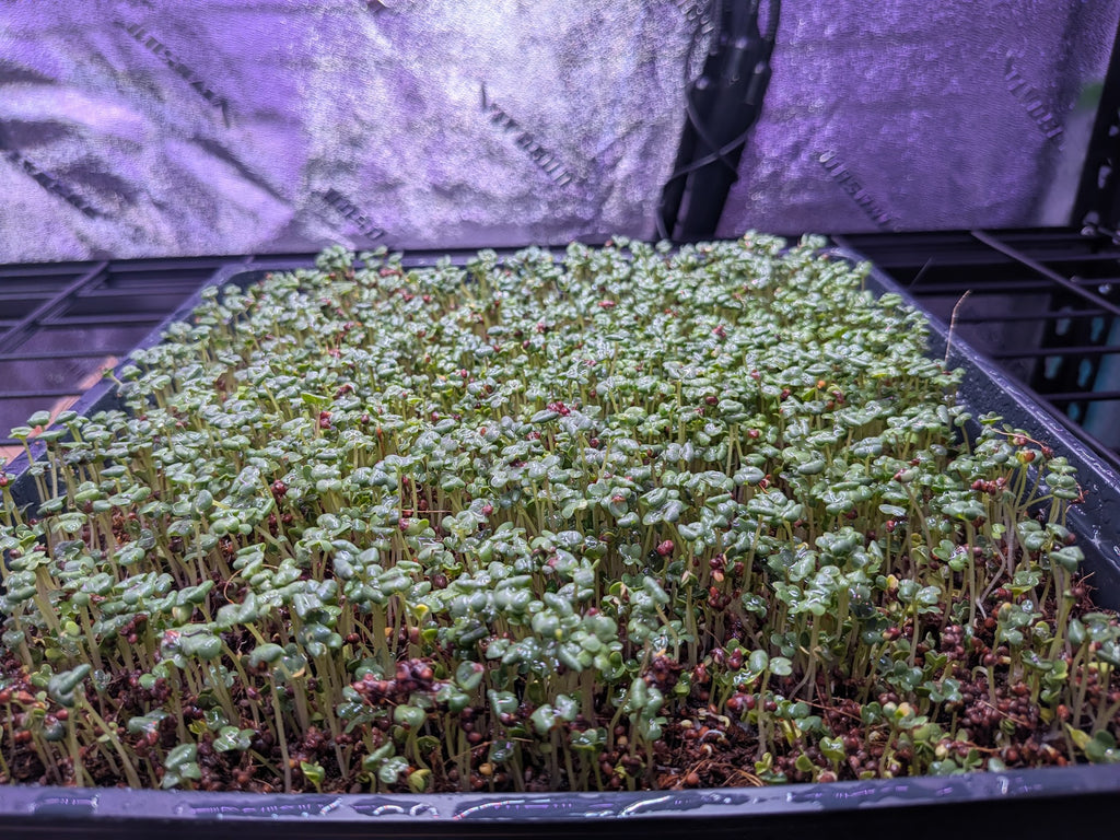 Broccoli