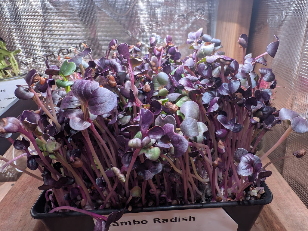 Rambo Radish