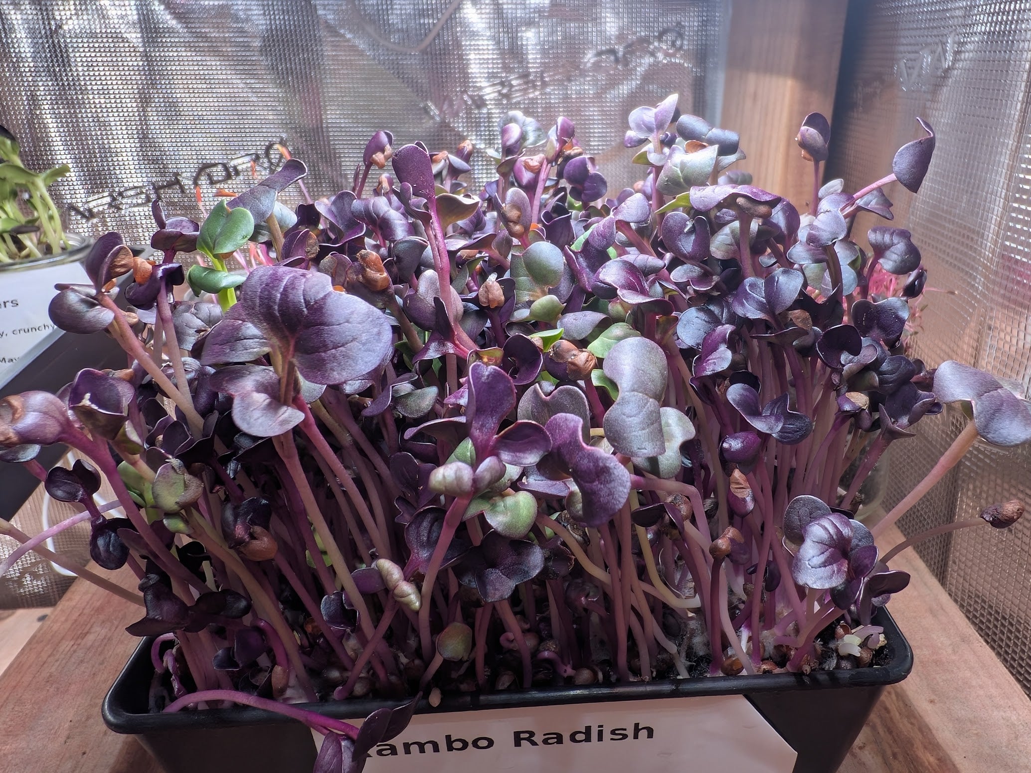 Rambo Radish