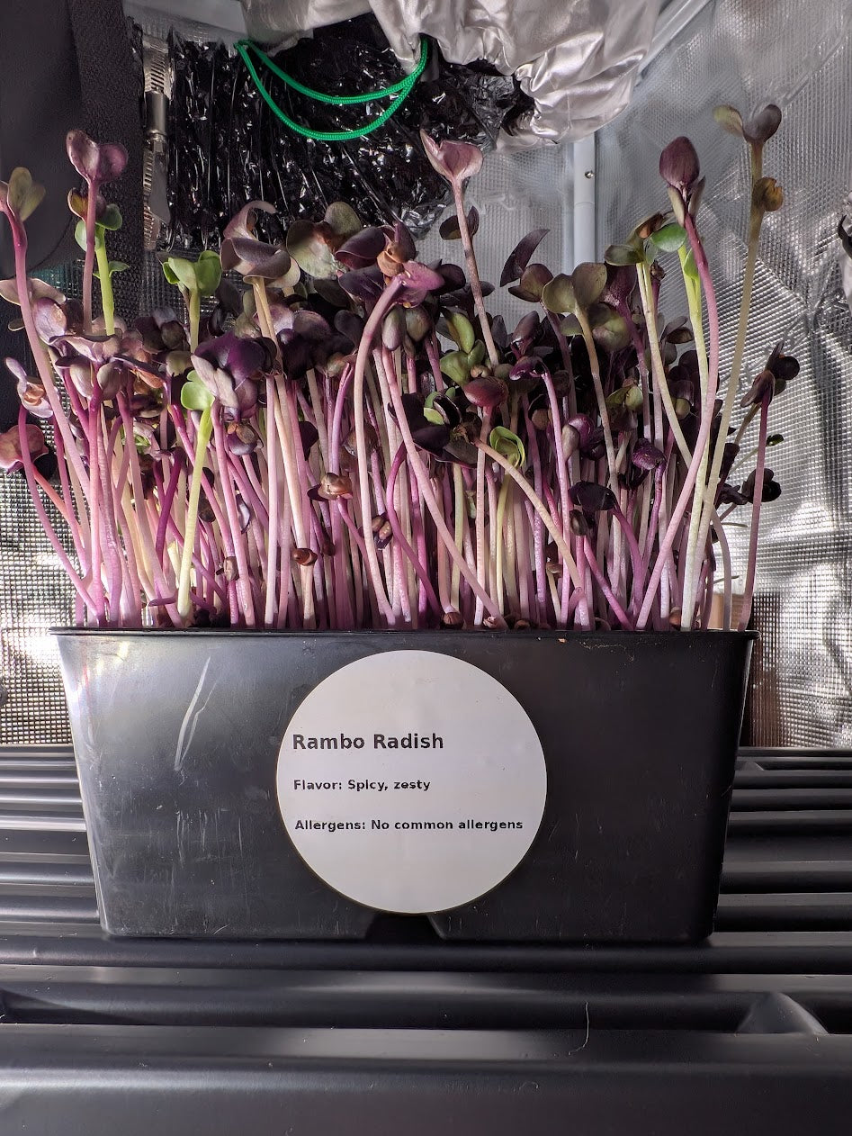 Rambo Radish