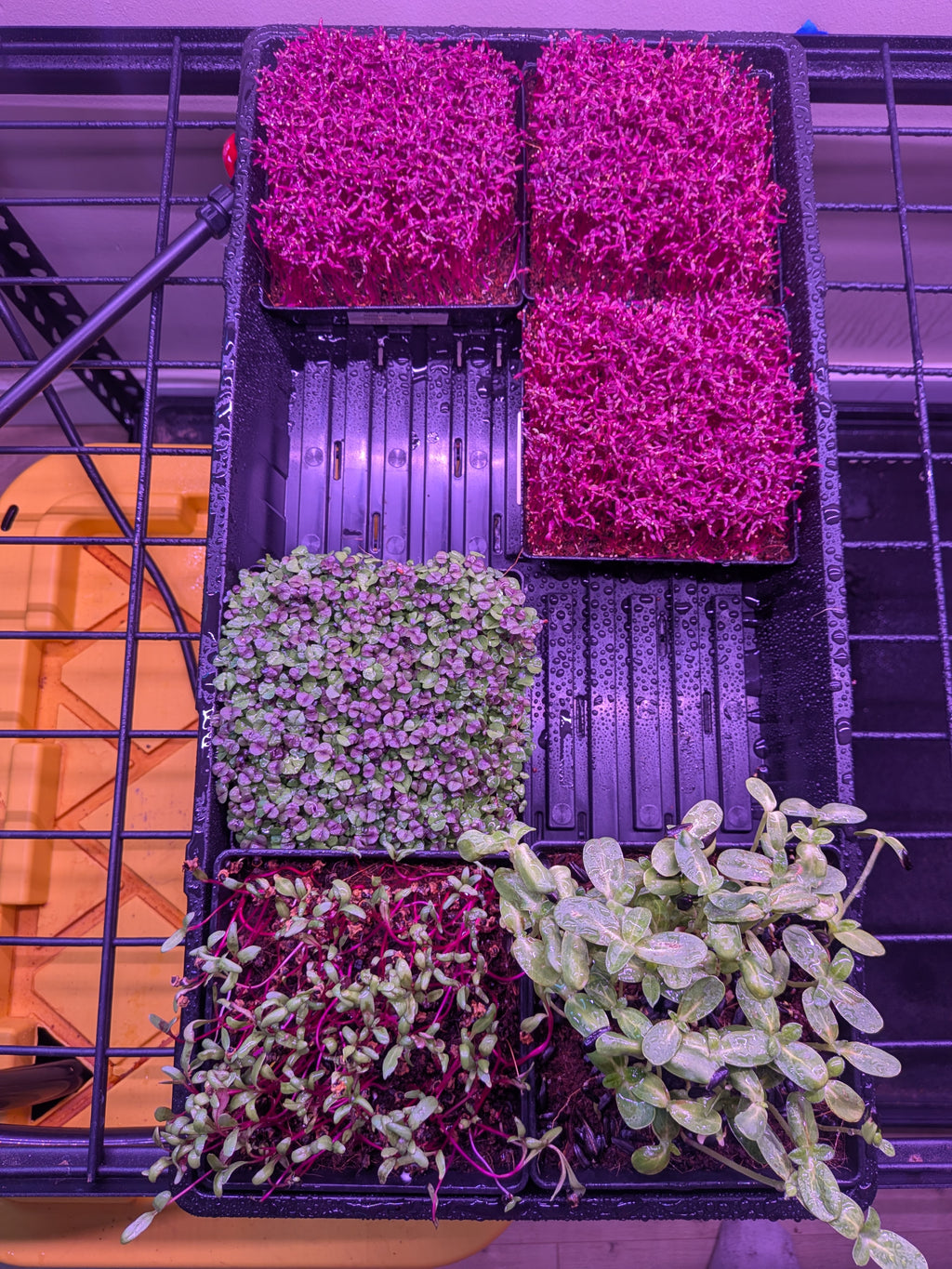 Amaranth