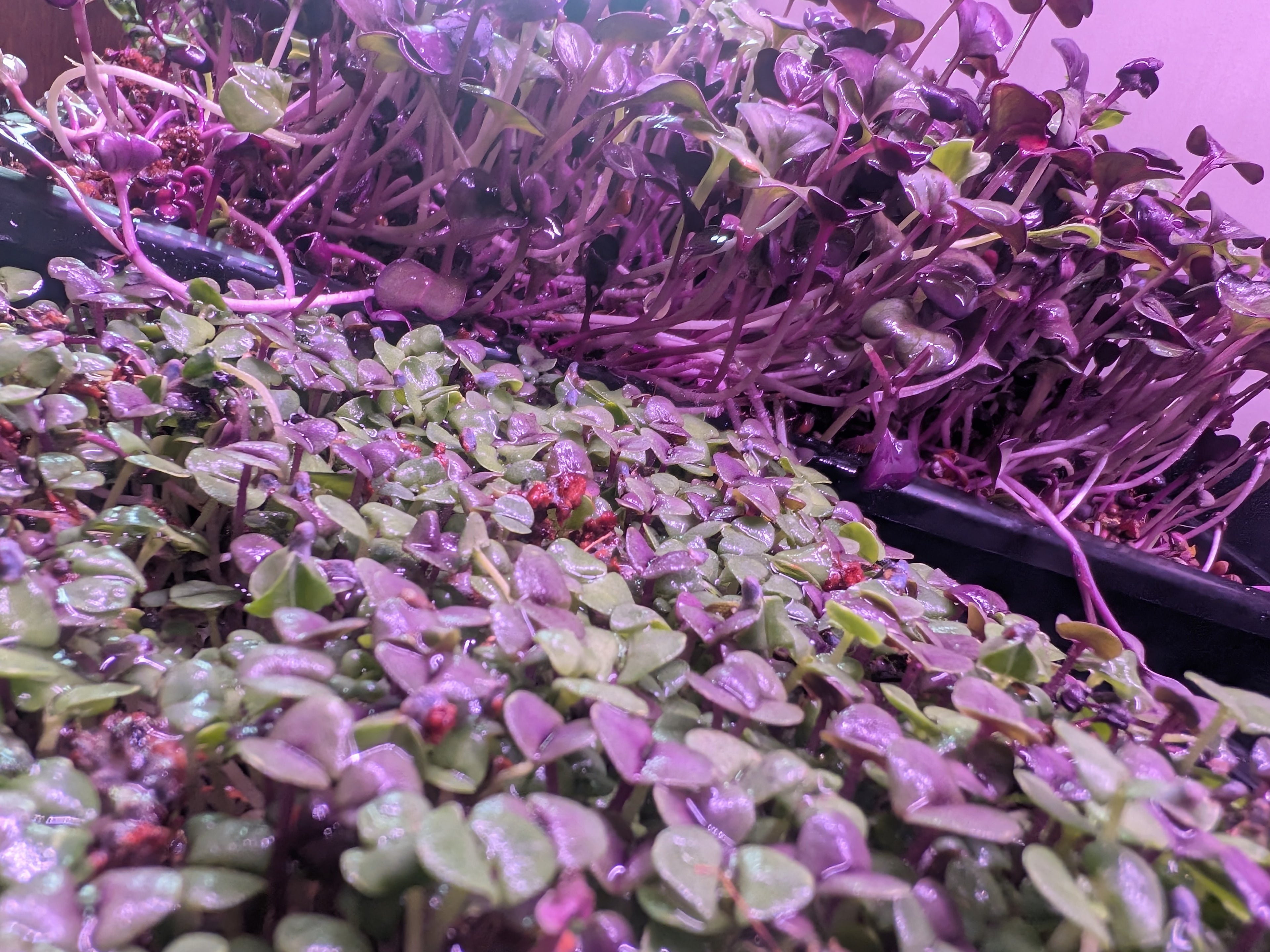 Basil, Mix