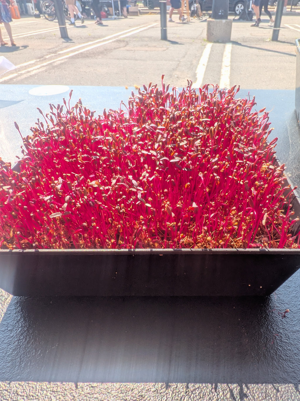 Amaranth