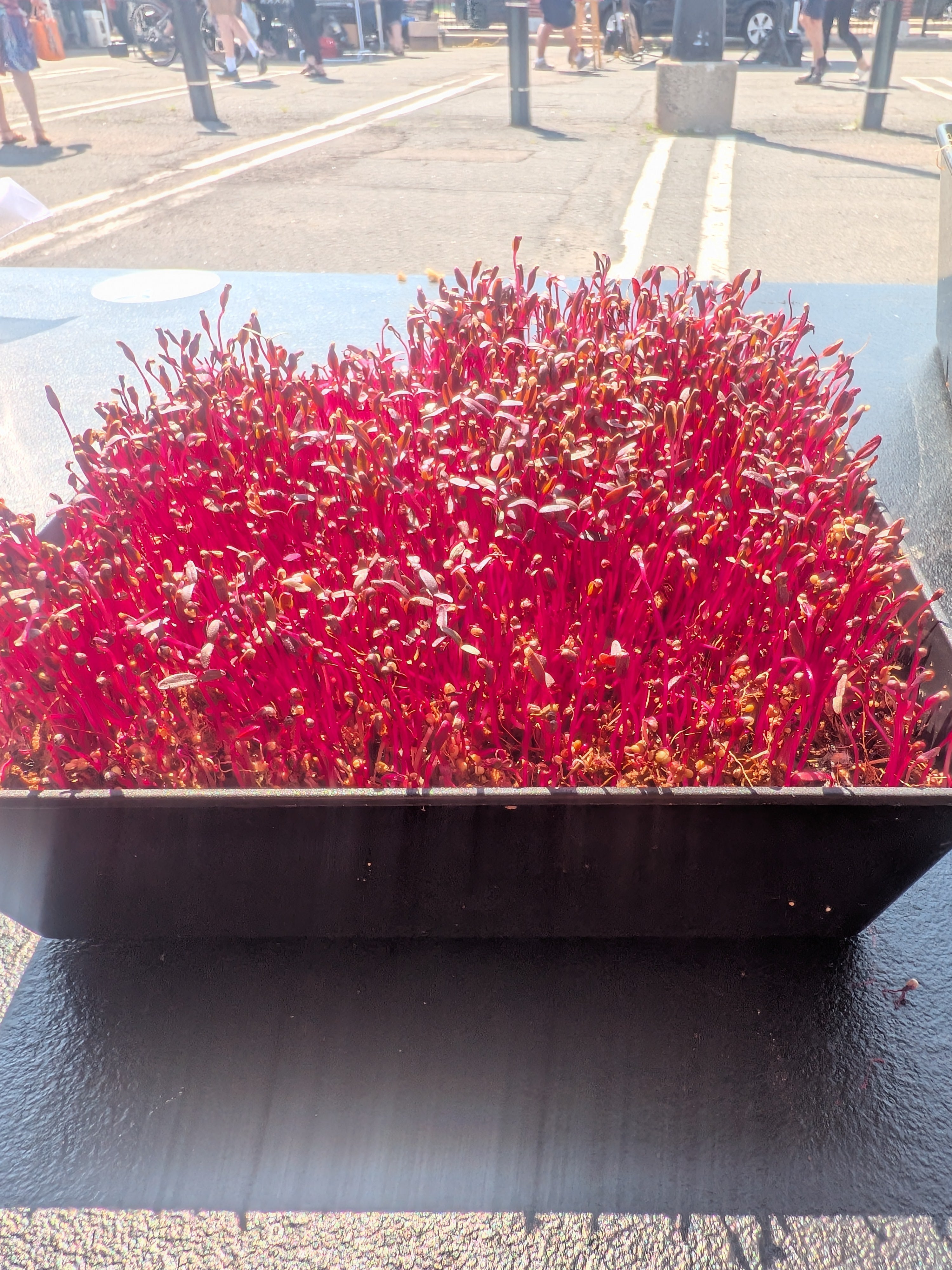 Amaranth
