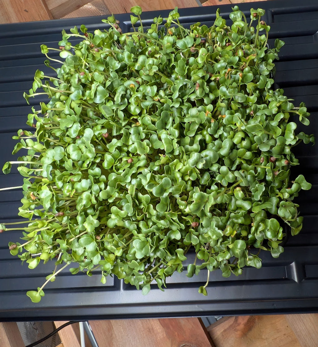 Salad Mix