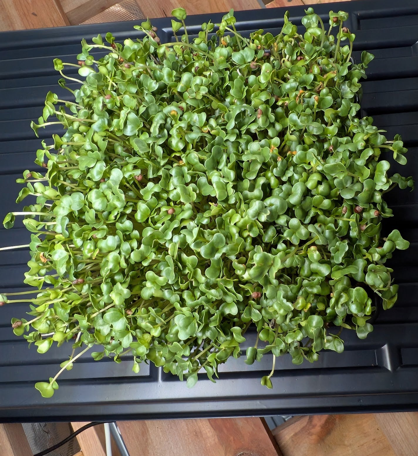 Salad Mix